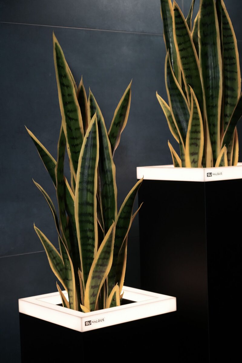 COLLECTION "INTERNO" MATTE - Image 2