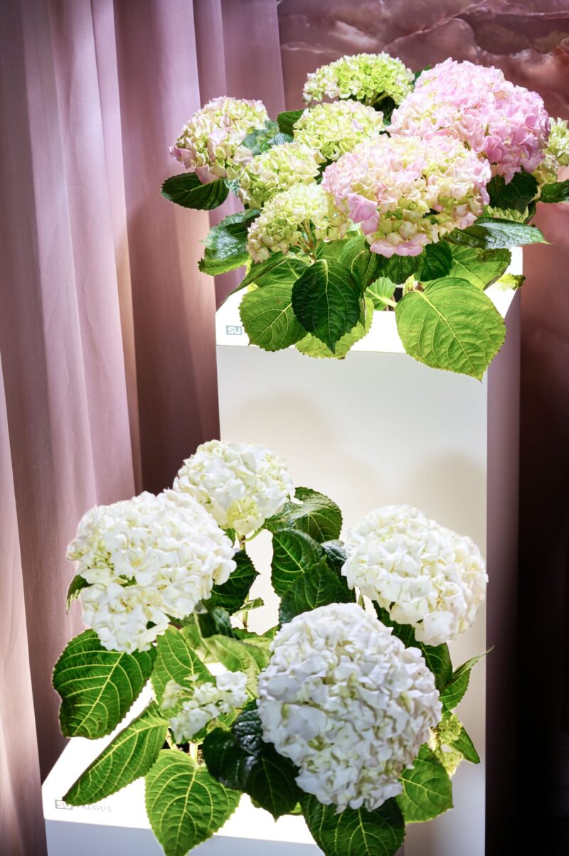 COLLECTION "INTERNO" MATTE - Image 7