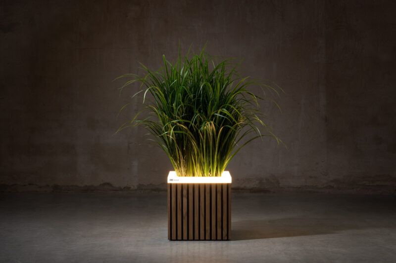 Radiata Pine fineline - Image 8