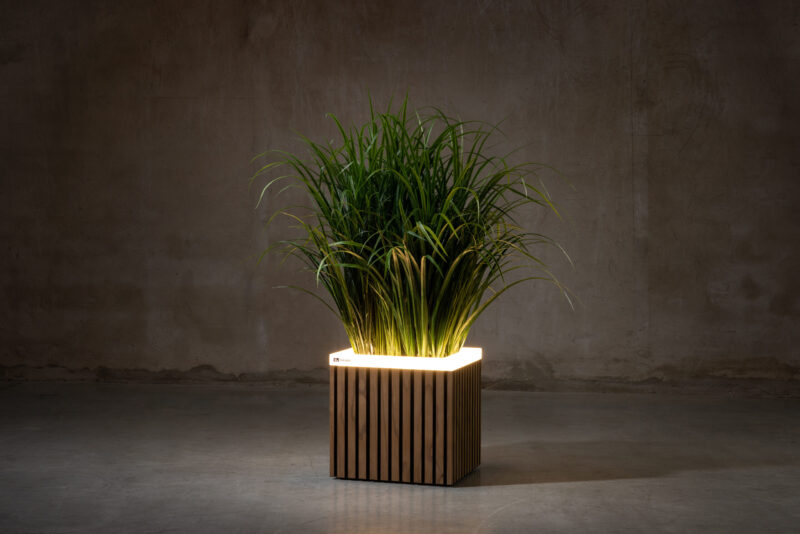Radiata Pine fineline - Image 7