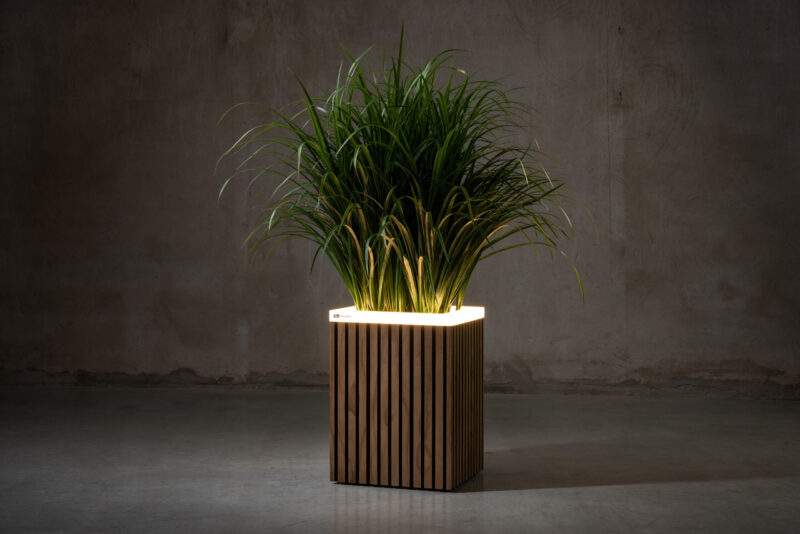 Radiata Pine fineline - Image 6