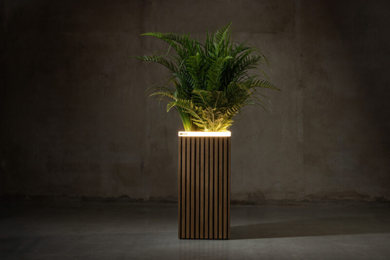 Radiata Pine fineline - Image 5