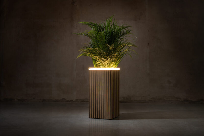 Radiata Pine fineline - Image 4
