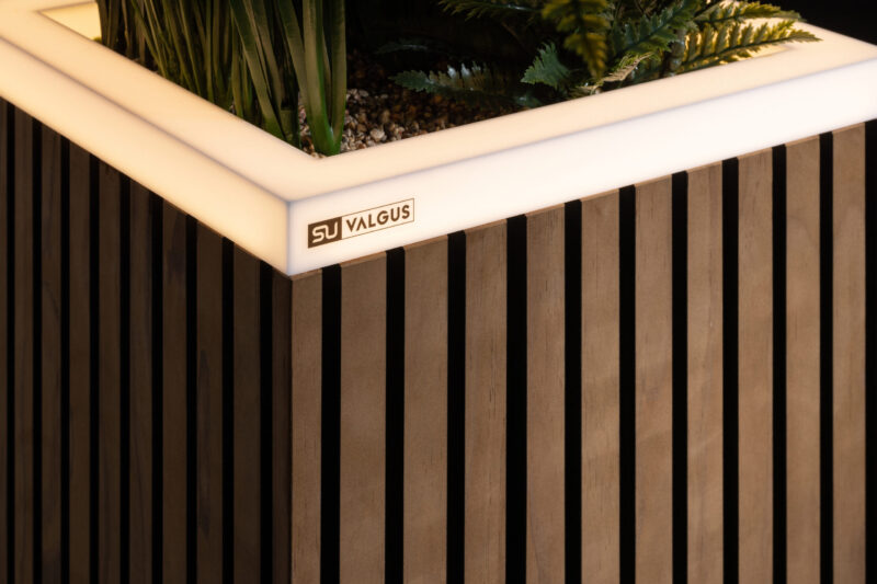 Radiata Pine fineline - Image 3