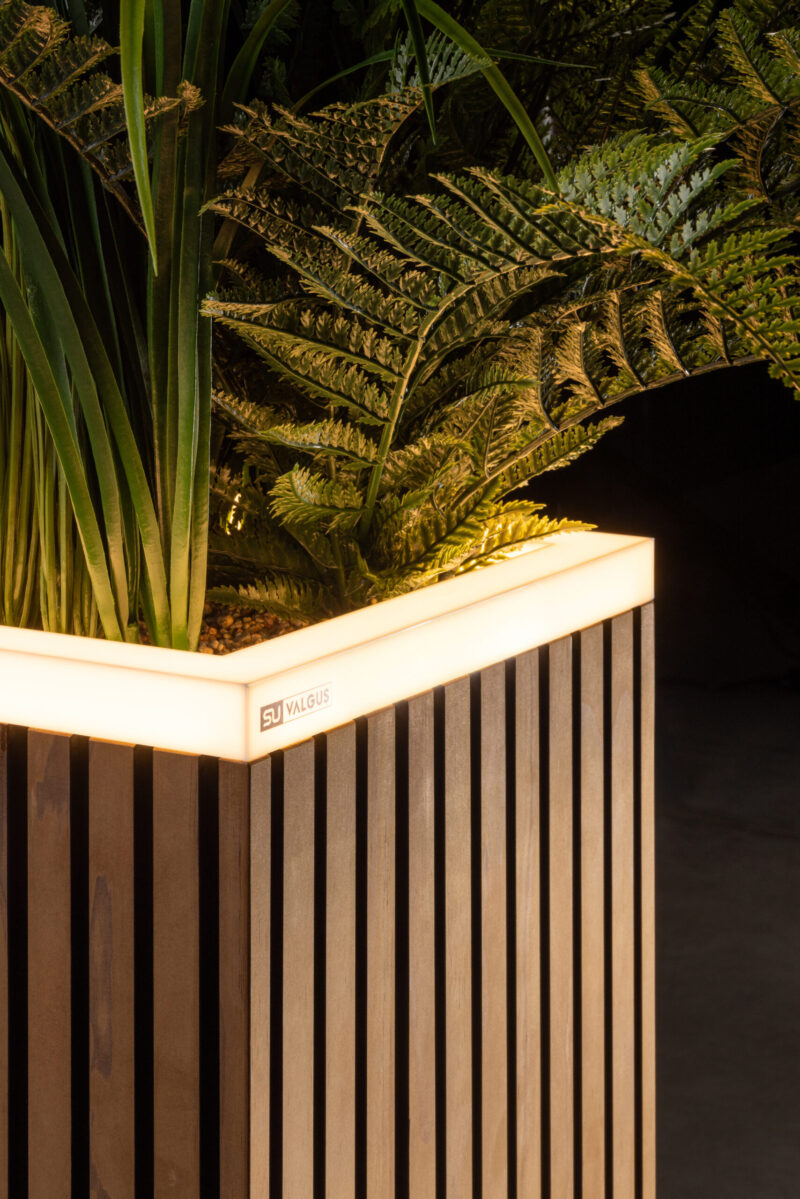 Radiata Pine fineline - Image 2