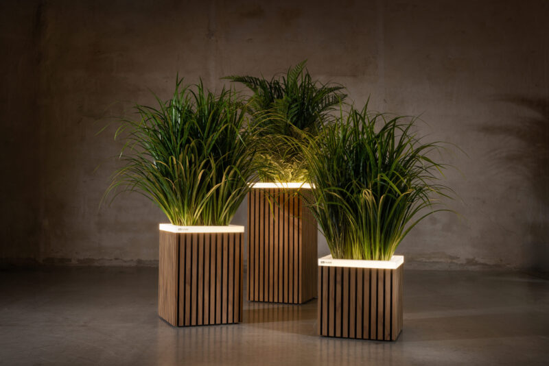 Radiata Pine fineline