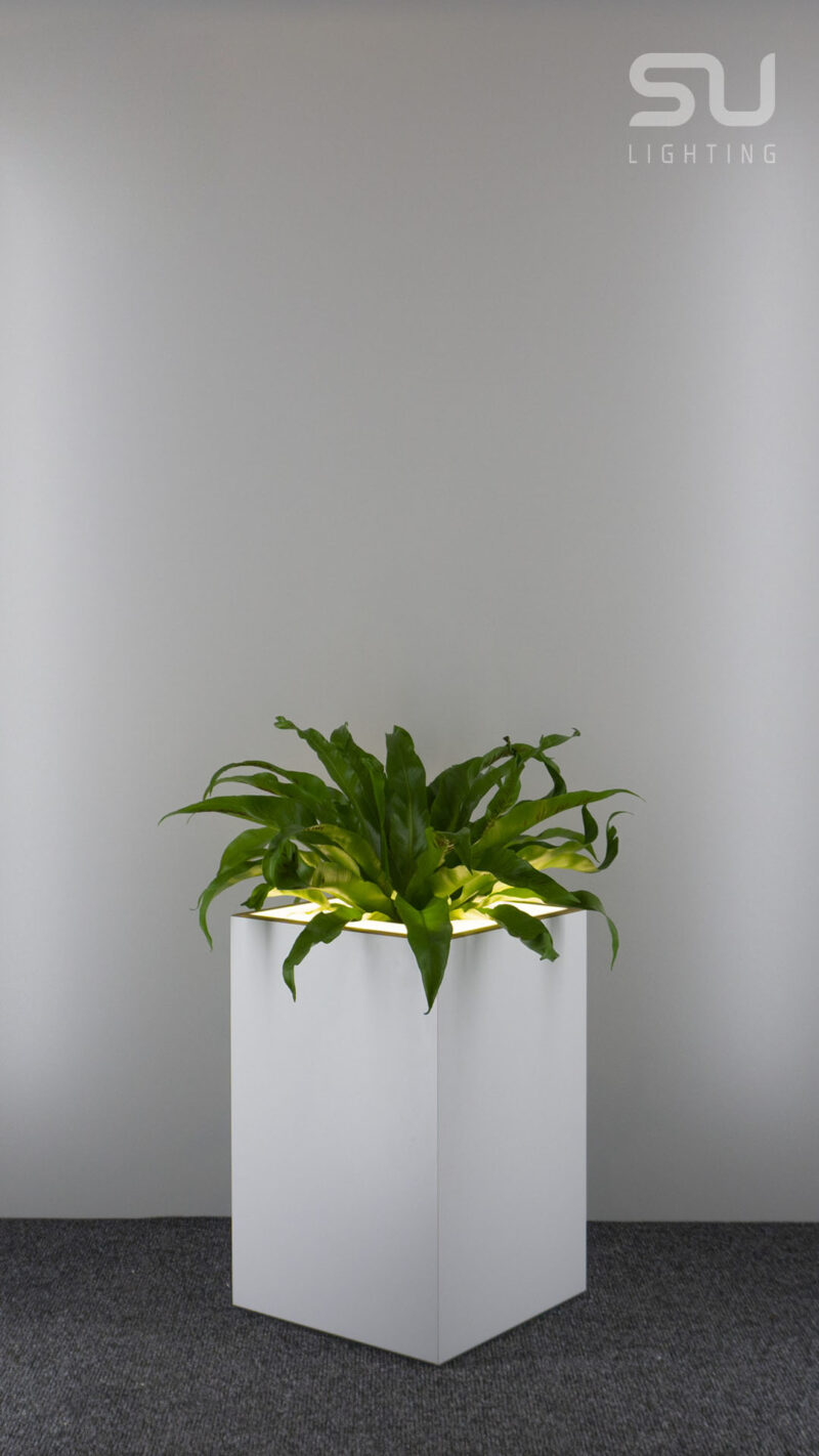 EDDI low white, oak